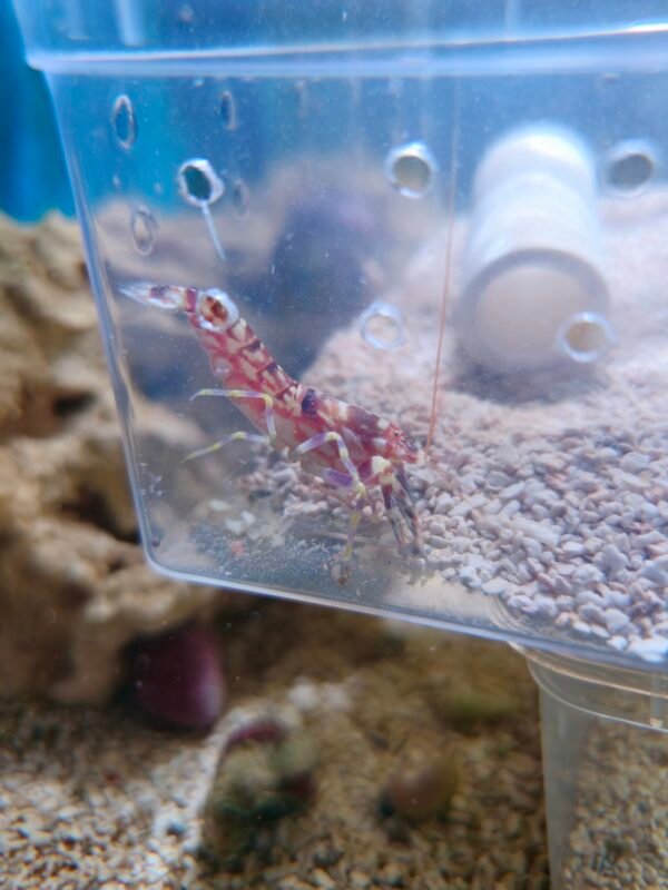 Tiger Pistol Shrimp