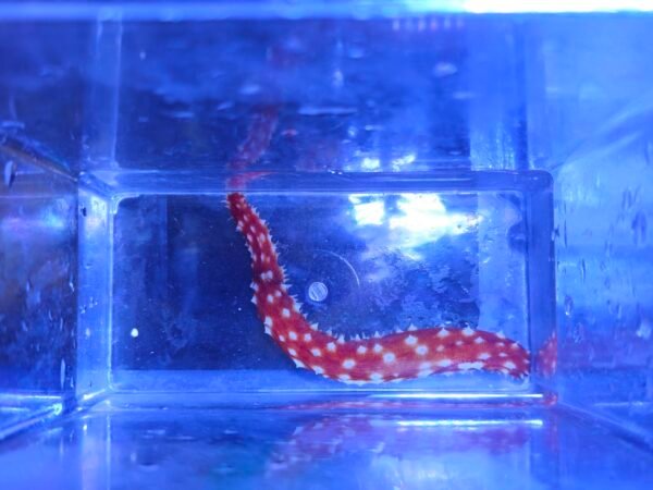 Tiger Tail Cucumber