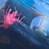 Japanese Pistol Shrimp - Image 2