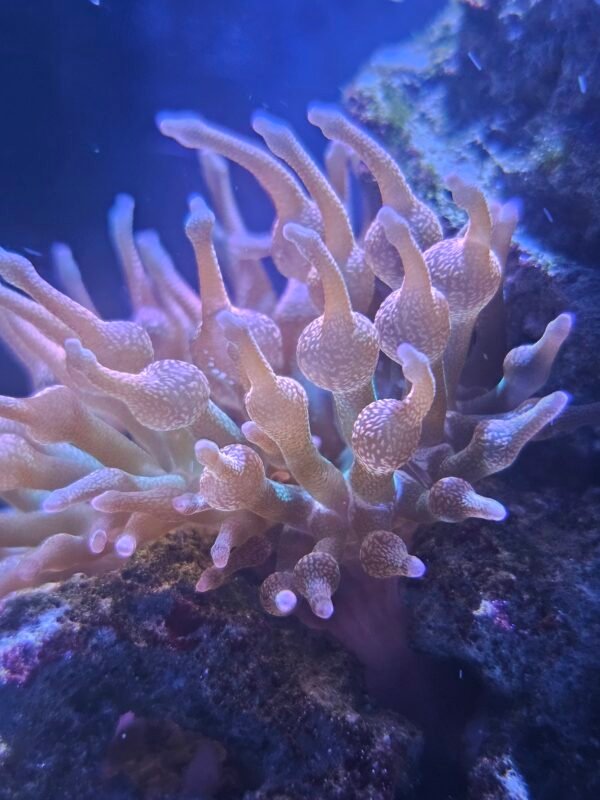 Rainbow Bubble Tip Anemone - Ready 2/22