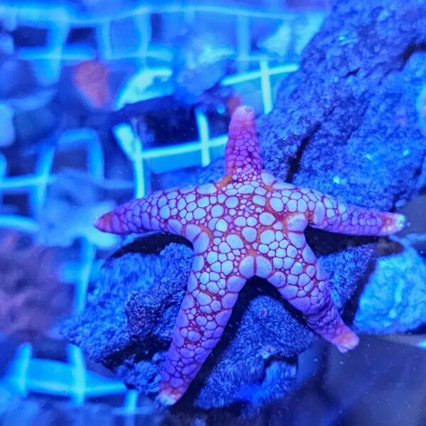 Pink Fromia Starfish