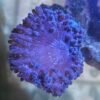 Green Bubble Tip Anemone - Image 2