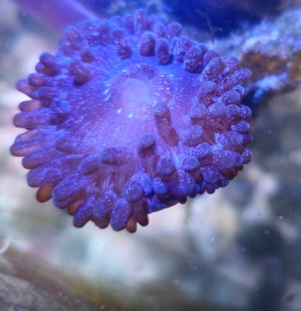 Green Bubble Tip Anemone