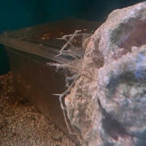 Frilly Arrow Crab - Ready 2/9