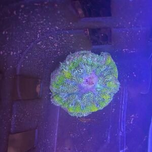 MaxiMini Carpet Anemone - Ready 6/12