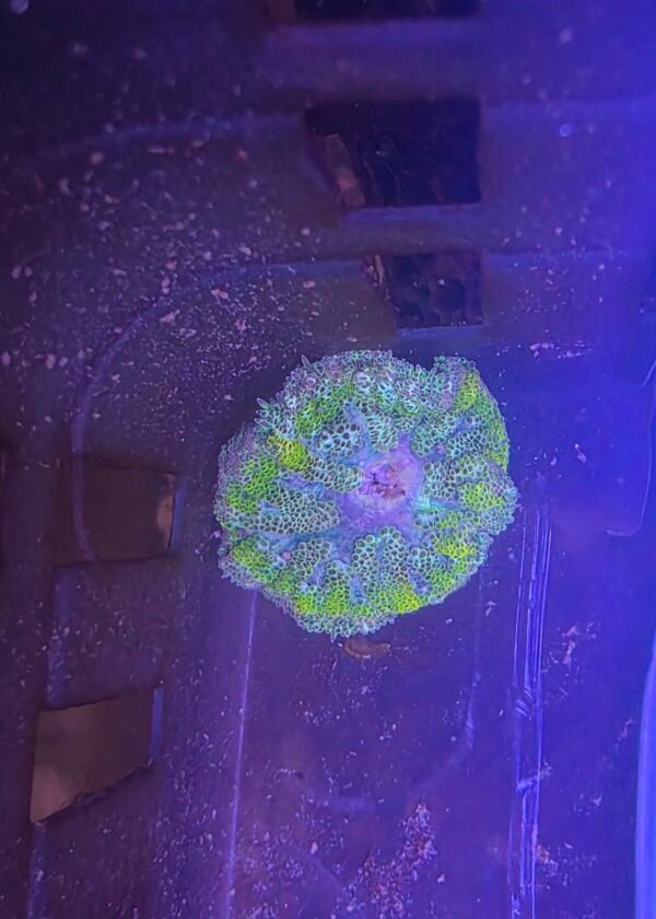 MaxiMini Carpet Anemone - Ready 6/12
