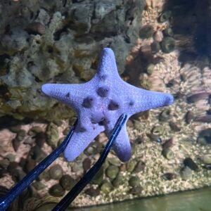 Chocolate Chip Starfish