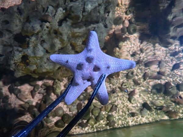 Chocolate Chip Starfish