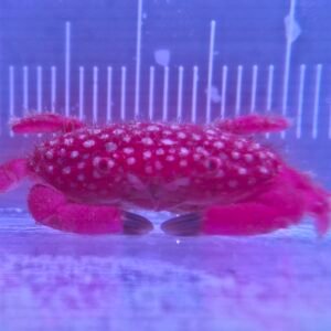 Strawberry Crab (Reef Safe) - Ready 2/9